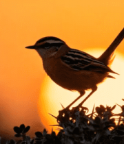 夕阳下枝头小鸟剪影2217#横屏 