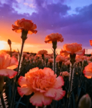 夕阳下盛开的粉色康乃馨花田201#横屏 