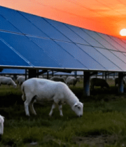 夕阳下羊群与太阳能板景观4493#横屏 