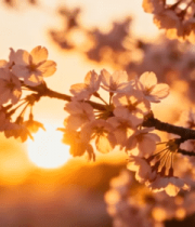 夕阳下绽放的樱花3551#横屏 