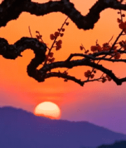 夕阳下红梅树枝与远山景观4707#横屏 