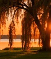 夕阳下湖边垂柳自然风光4881#横屏 