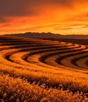 夕阳下的田野风光1337#横屏 