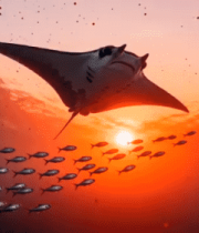 夕阳下蝠鲼与鱼群同游画面1093#横屏 