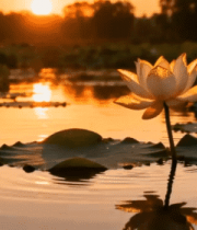 夕阳下荷塘中的莲花特写1550#横屏 