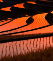 夕阳下的梯田美景836#横屏 