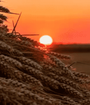 夕阳下麦田麦穗特写1010#横屏 