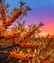 夕阳下的沙棘果实特写4989#横屏 