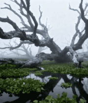 雾中枯树与水生植物景观3572#横屏 