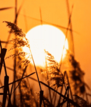 夕阳下的芦苇景观1888#横屏 