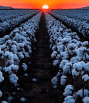 夕阳下的棉花田全景1325#横屏 