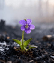 土壤中绽放的紫色小花966#横屏 