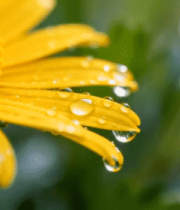 微距特写黄色带水珠花朵3370#横屏 