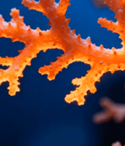 距拍摄海底珊瑚3622#横屏 