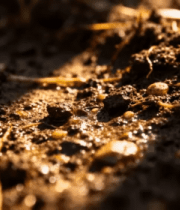 壤特写及植物生长景象988#横屏 