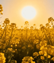 田野油菜花日落全景4037#横屏 