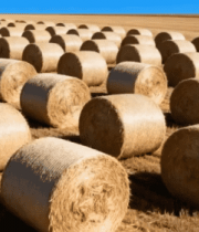 野中整齐排列的干草捆2403#横屏 