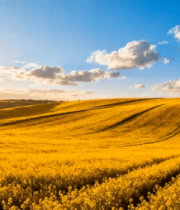 田野油菜花自然风光1332#横屏 