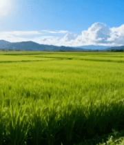 田园风光绿色水稻农田598#横屏 