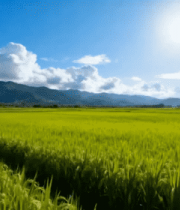 田园风光水稻农田全景1034#横屏 