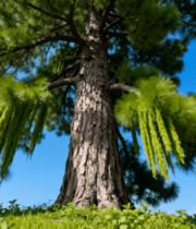 挺拔松树蓝天背景素材553#横屏 