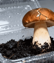 透明盒内生长的新鲜蘑菇3402#横屏 