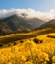 梯田油菜花自然风光1017#横屏 