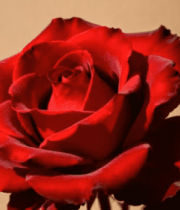 写红色玫瑰花717#横屏 