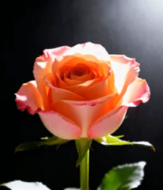 特写粉色玫瑰花素材3527#横屏 