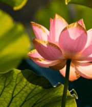 特写粉色荷花与荷叶4302#横屏 