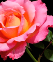 特写粉色月季花4924#横屏 