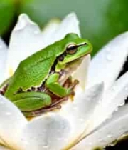  青蛙栖息在白色荷花上788#横屏 	 