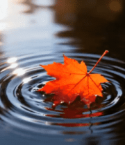 水面漂浮的红色枫叶(1)2675#横屏 