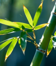 特写阳光下翠绿竹子枝叶1856#横屏 