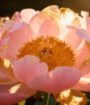 特写粉色带金边盛开芍药花3460#横屏 