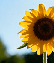 特写盛开向日葵2070#横屏 