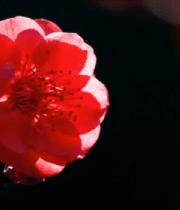 特写红色梅花花朵1143#横屏 