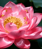 特写粉色荷花素材2882#横屏 