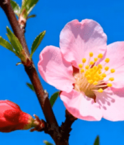 特写粉色桃花花朵(1)1184#横屏 