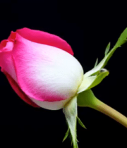 特写粉色渐变玫瑰花素材5270#横屏 