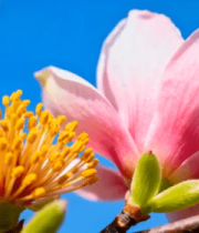 特写粉色玉兰花花朵2500#横屏 