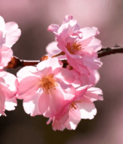 特写盛开的粉色樱花5281#横屏 