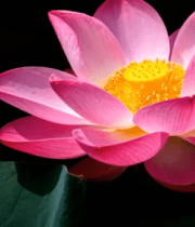 特写盛开的粉色荷花(1)5206#横屏 