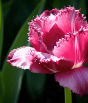 特写粉色郁金香花卉素材163#横屏 