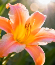 写粉色百合花4606#横屏 