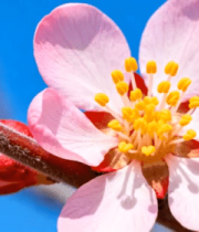 特写粉色花朵与蓝天背景4459#横屏 