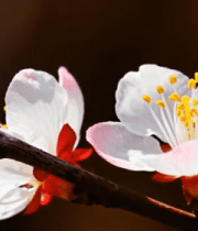 特写粉色花朵枝头绽放3115#横屏 