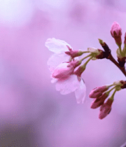 特写粉色樱花花枝1449#横屏 