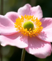 特写粉色花朵4468#横屏 