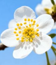 特写白色花朵绽放画面1228#横屏 